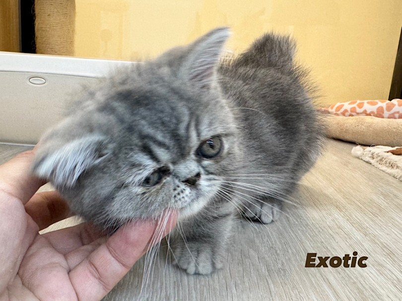 穏やかな性格で飼いやすく、多くの方に愛される猫種 | エキゾチック （03-190） - 横浜 港北ニュータウン店