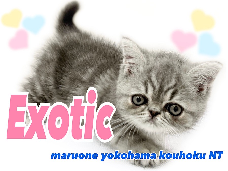 エキゾチック 】ぶちゃかわの代表！鼻ぺちゃ×タレ目の癒し系男子