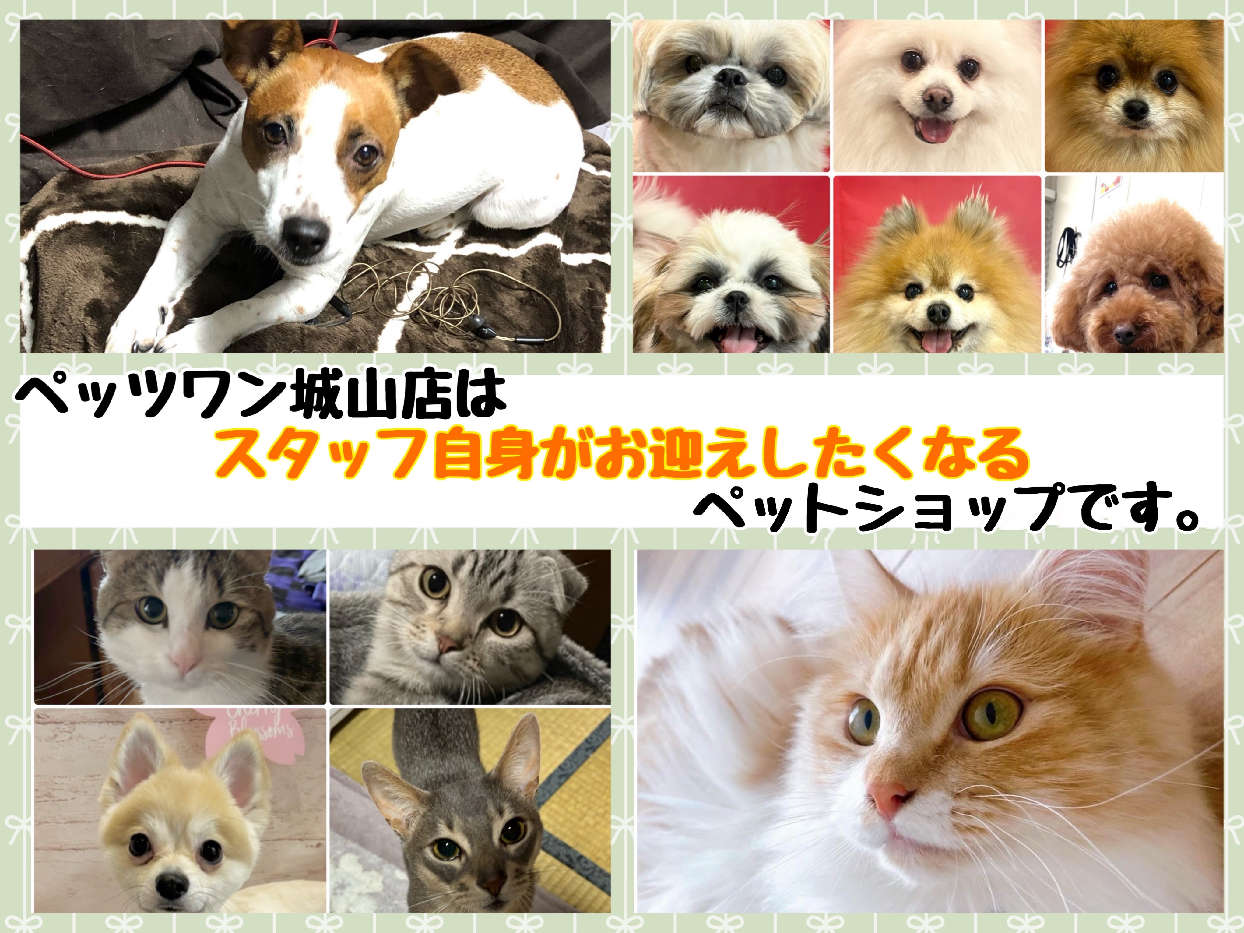 4組の犬猫のいる生活紹介 】スタッフが思わずお迎えしたくなる城山店