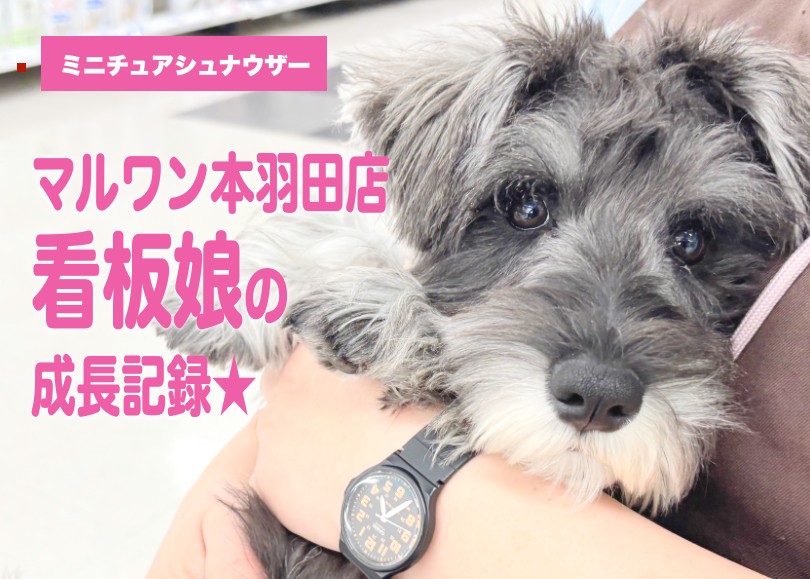 ミニチュアシュナウザー 】人懐っこくてお手入れ上手！マルワン本羽田