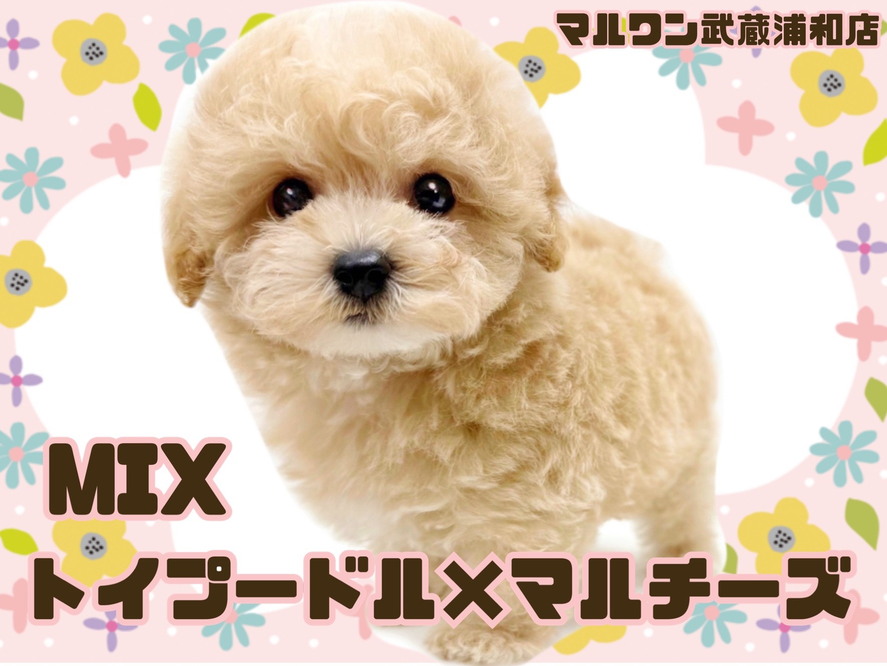 マルプー 】トイプードルとマルチーズの大人気MIXが埼玉浦和に登場