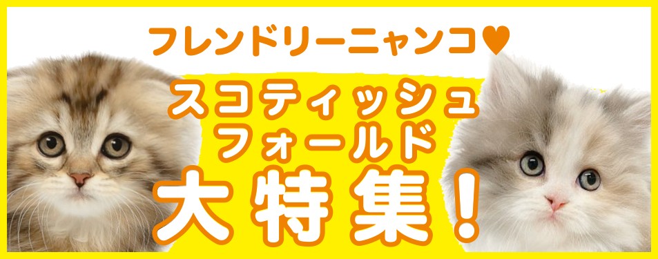 特集猫スコティッシュフォールド