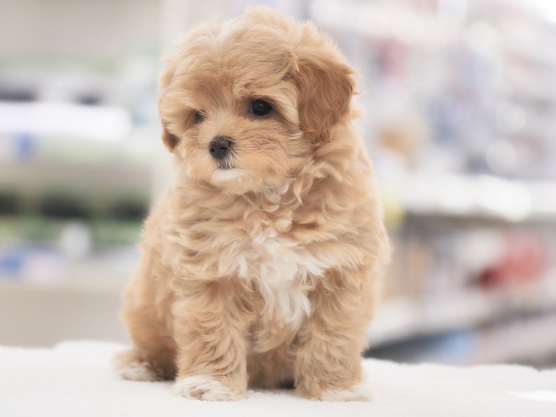 お迎え後のワンポイントアドバイス！ | MIX犬 マルプー （05-167） - 本羽田店