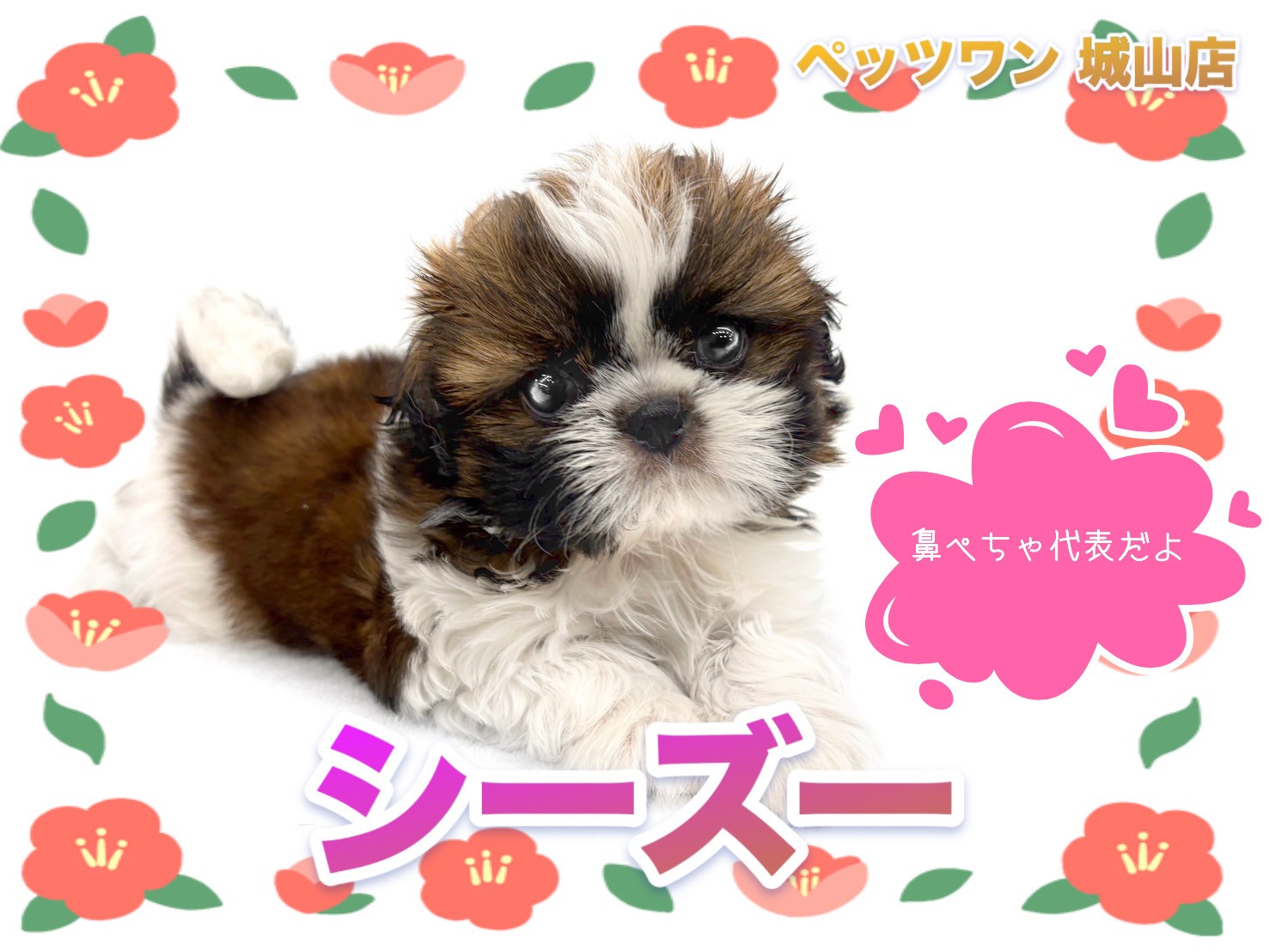 サイクリング♡シーズーちゃんマルチーズちゃん柴犬ちゃんetcオーダー受付ページ サイクリング♡シーズーちゃんマルチーズちゃん柴犬ちゃんetcオーダー