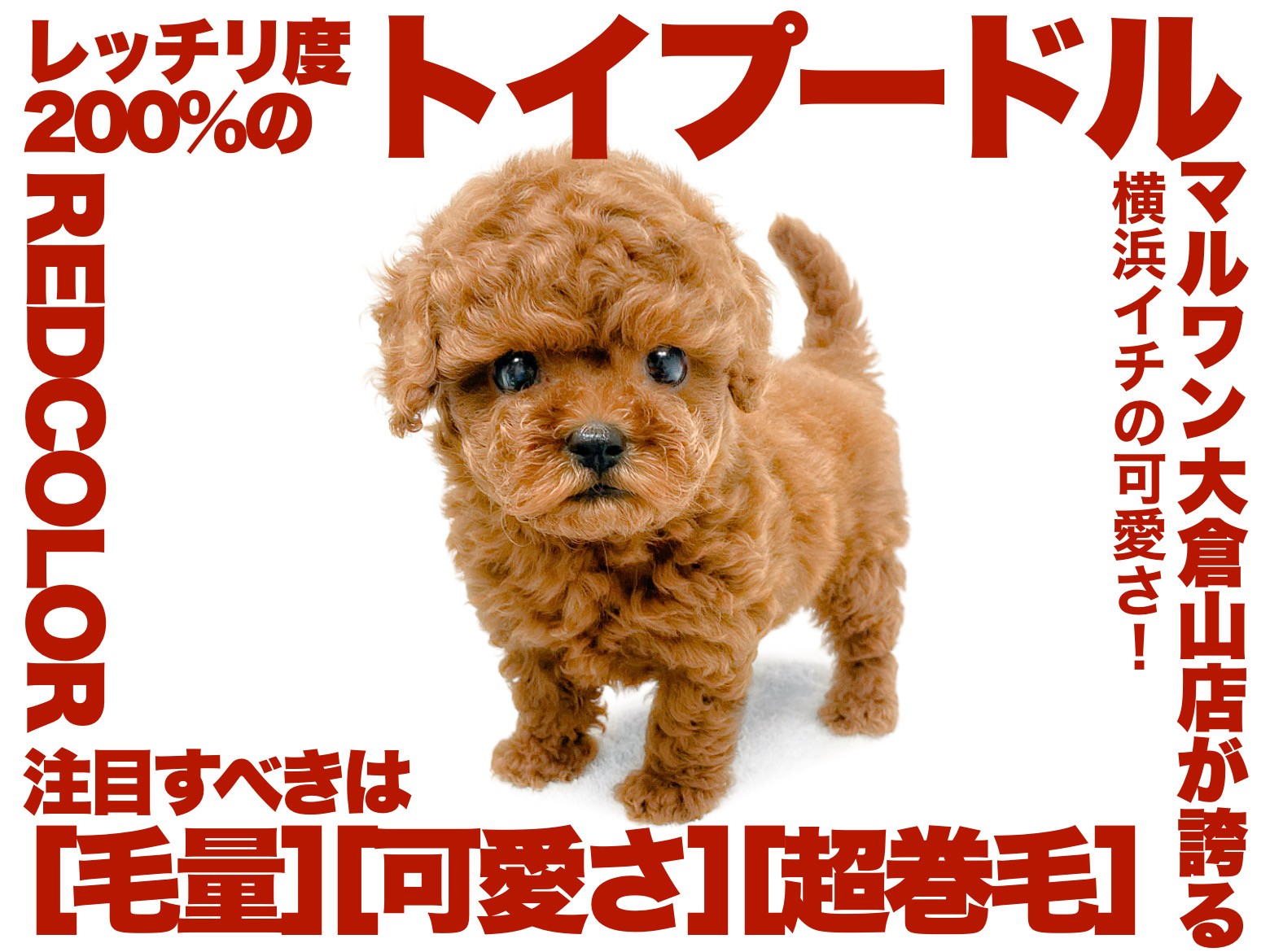 トイプードル 】濃厚さ桁違いの燃えるようなレッドカラーのハイスペ