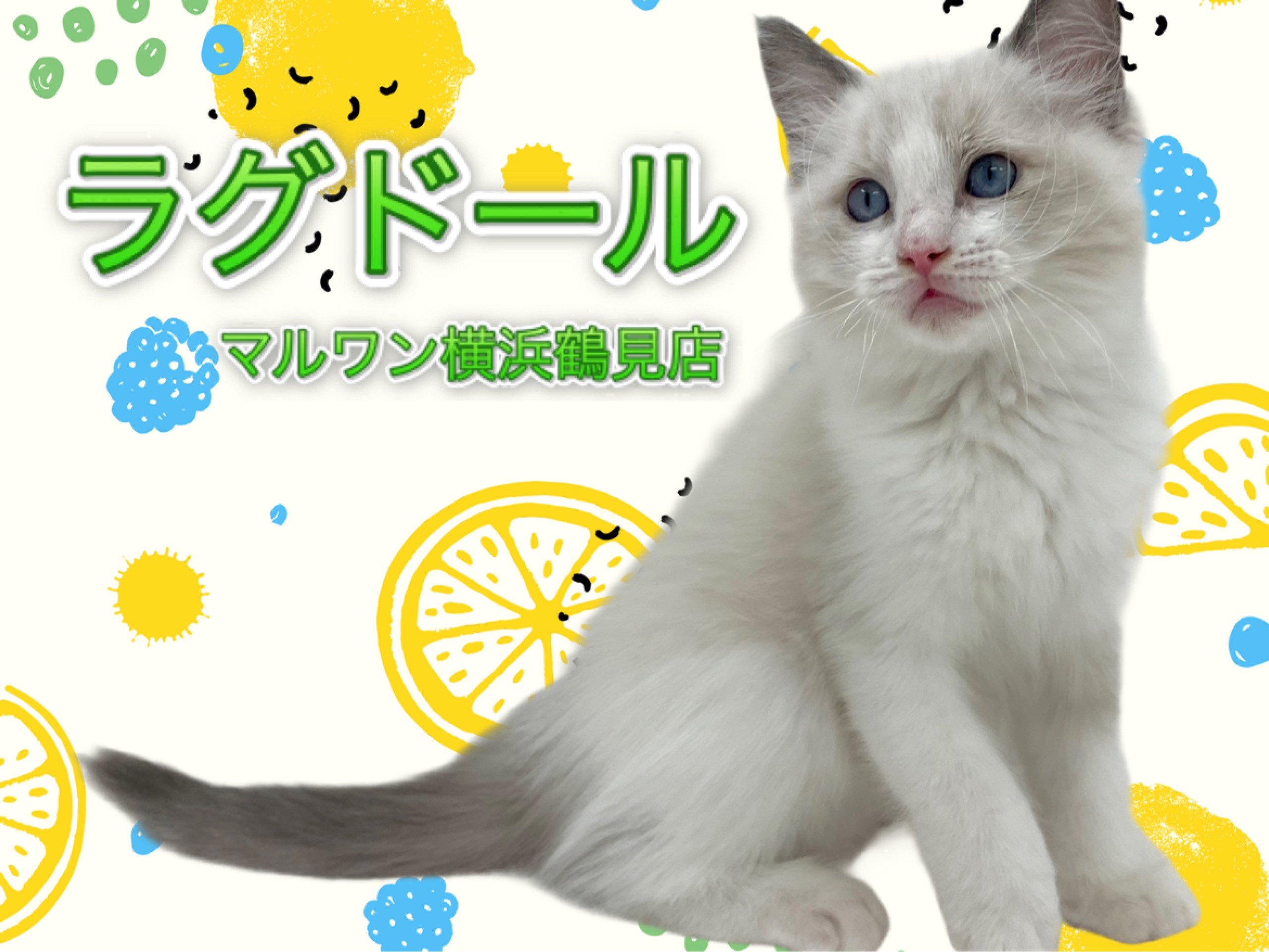 ラグドール 】美形にゃんこ！人懐こさ抜群の男の子！ | マルワンBLOG