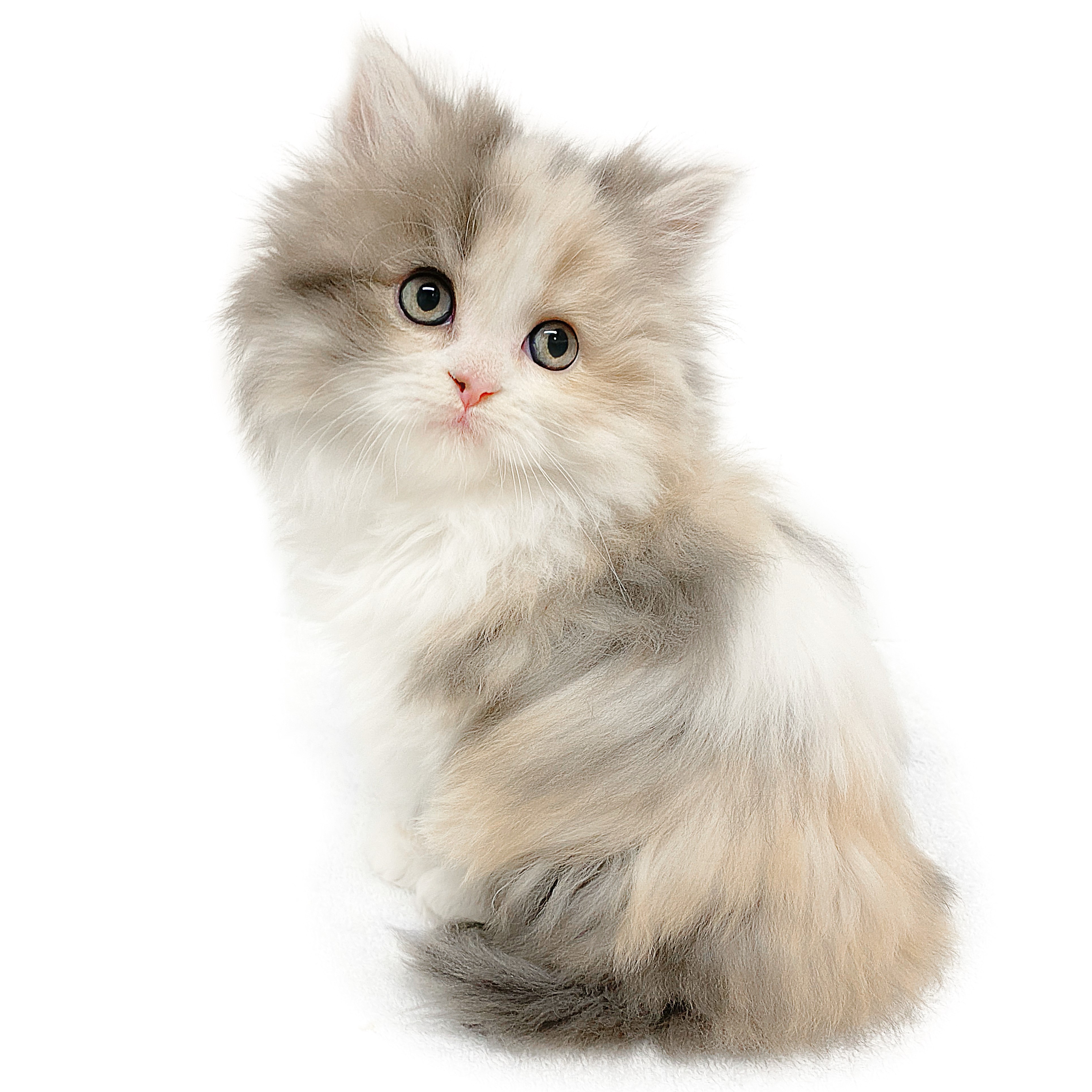 猫のアートドール スコティッシュフォールド リュック