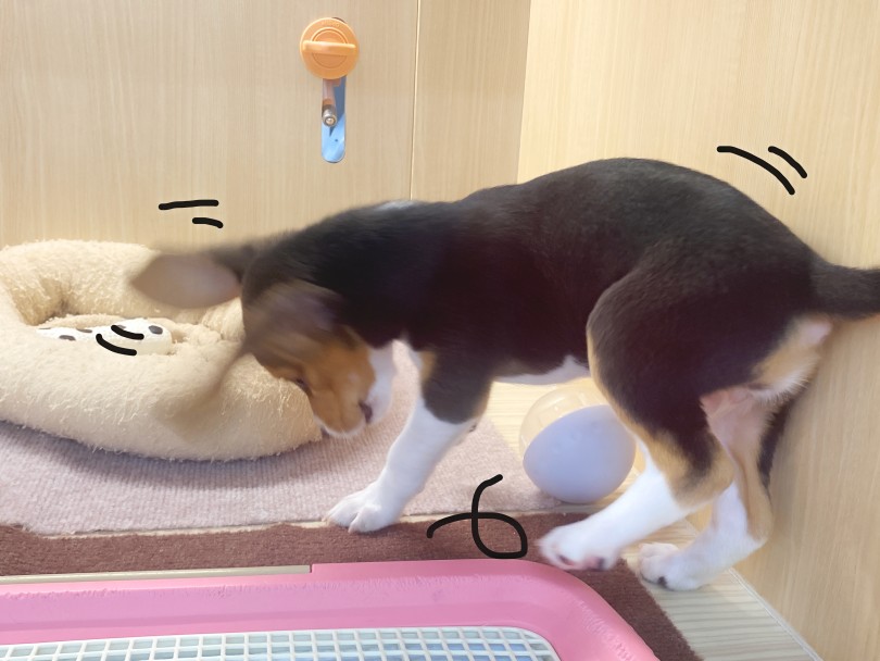 遊びながらトレーニング！転がすおやつボールのススメ！ | ビーグル （06-281） - 横浜 大倉山店