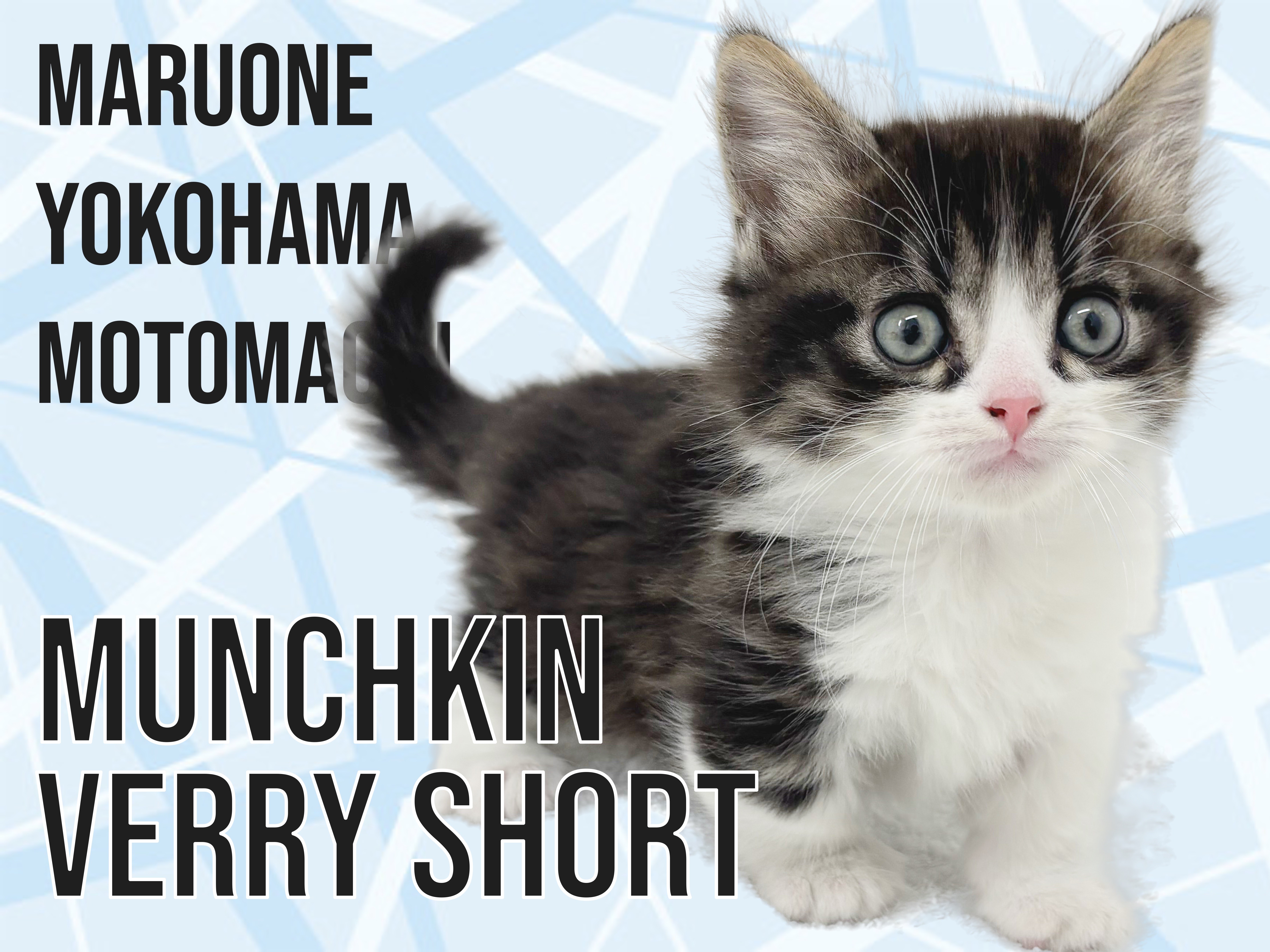 マンチカン 】短足×長毛！横浜元町の心に寄り添うマンチちゃん