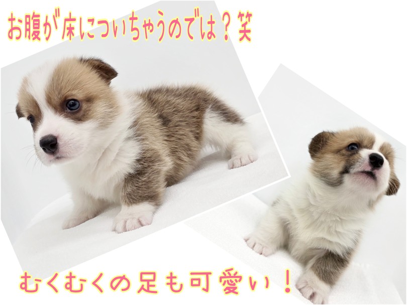 トップオブもっちり！！ | ウェルシュコーギーペンブローク （17-240） - 高井戸店