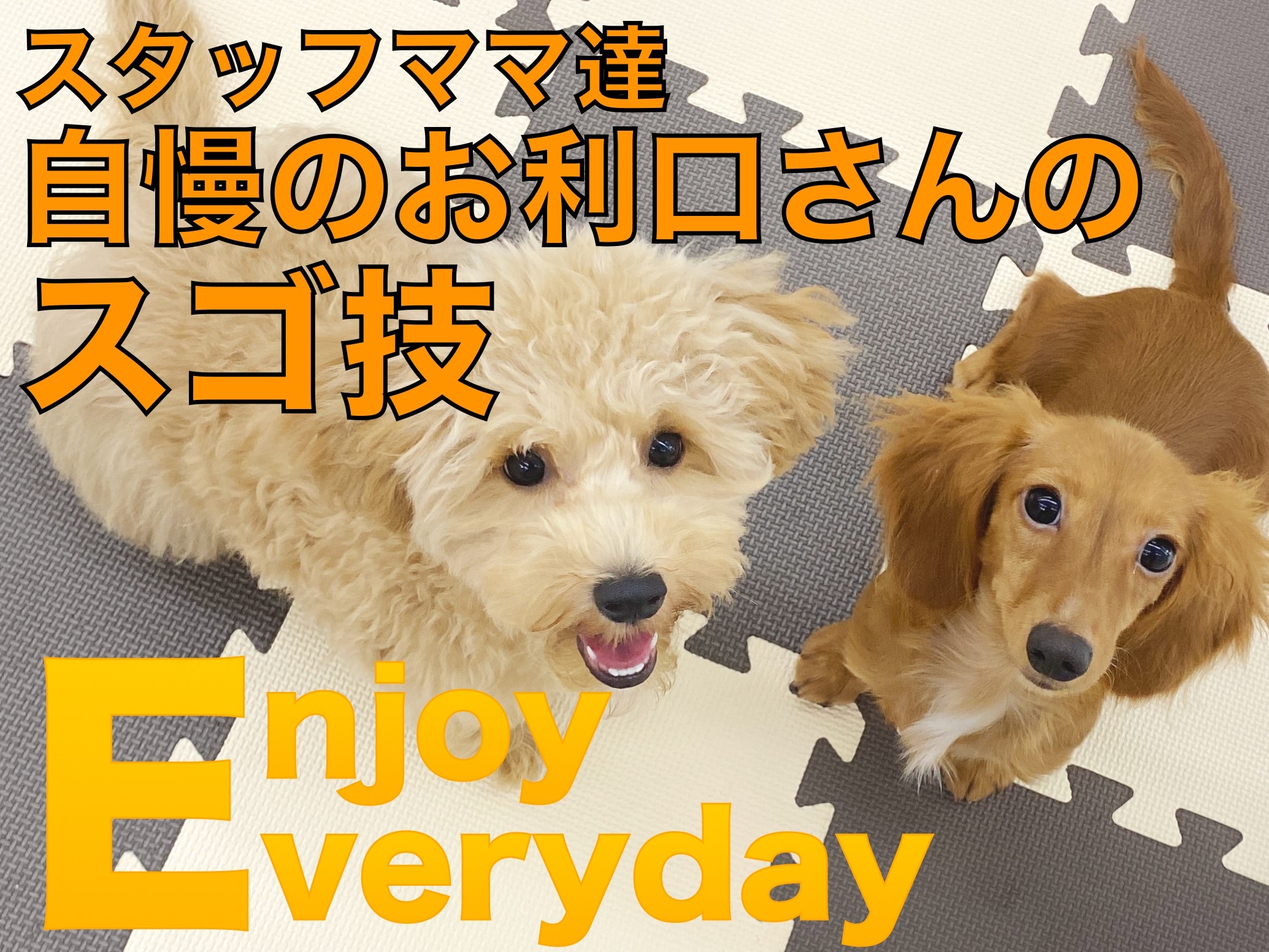 ダックス＆マルプー 】社交性・社会性トップクラスの先輩たちのスゴ技