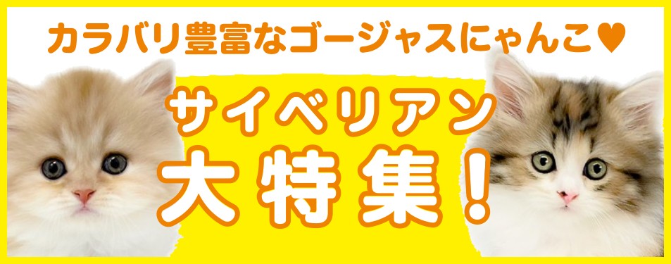 特集猫サイベリアン