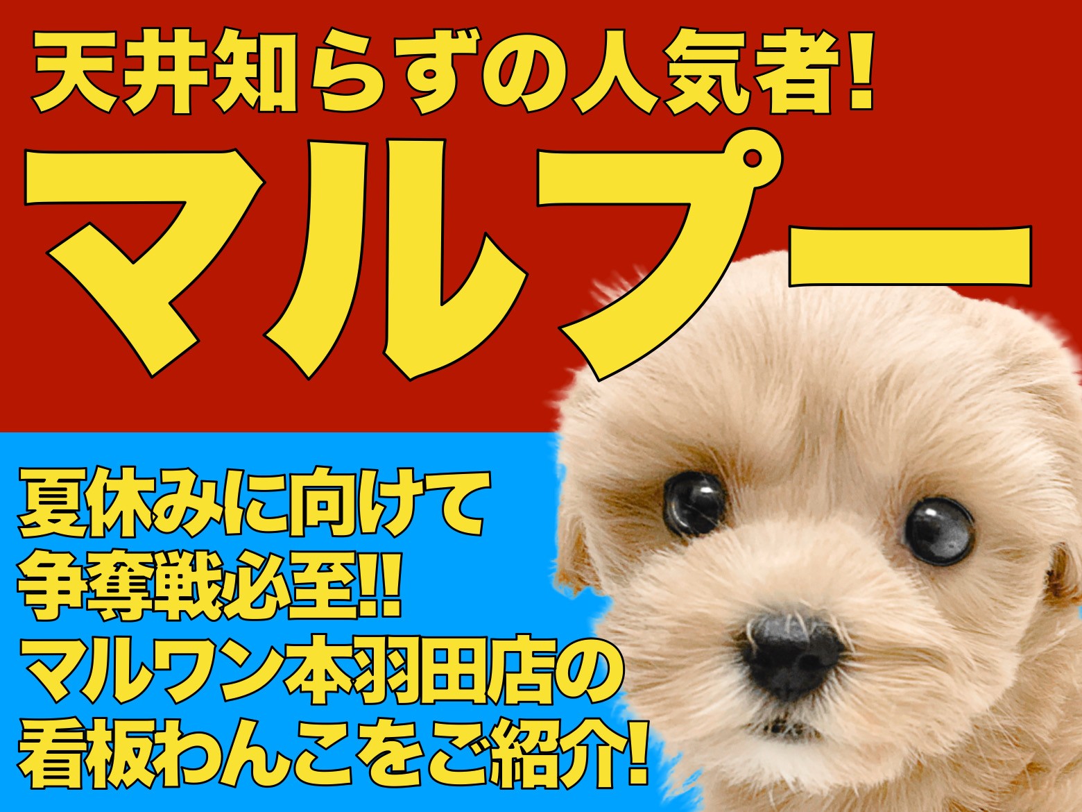 もふもふ小さめマルプーちゃん MIX 】小さめ両親から生まれたふわふわプリンセス！マルプーの魅力をご