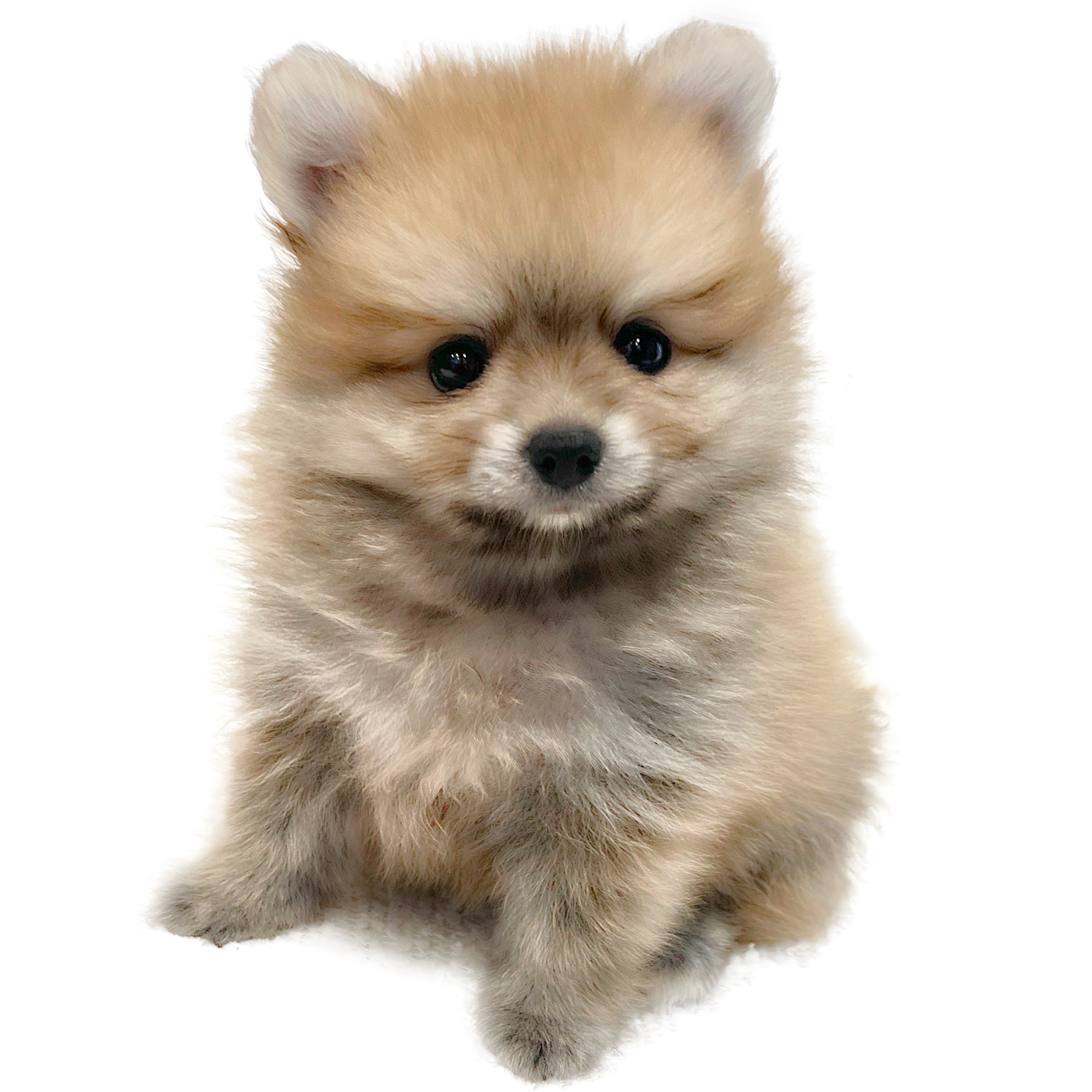ポメラニアン | ペットショップ マルワン 小さめ子犬 美形な子猫