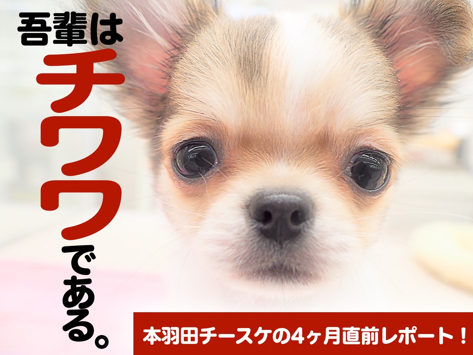 チワワ 】生後4ヶ月直前レポート！〜吾輩はチワワである