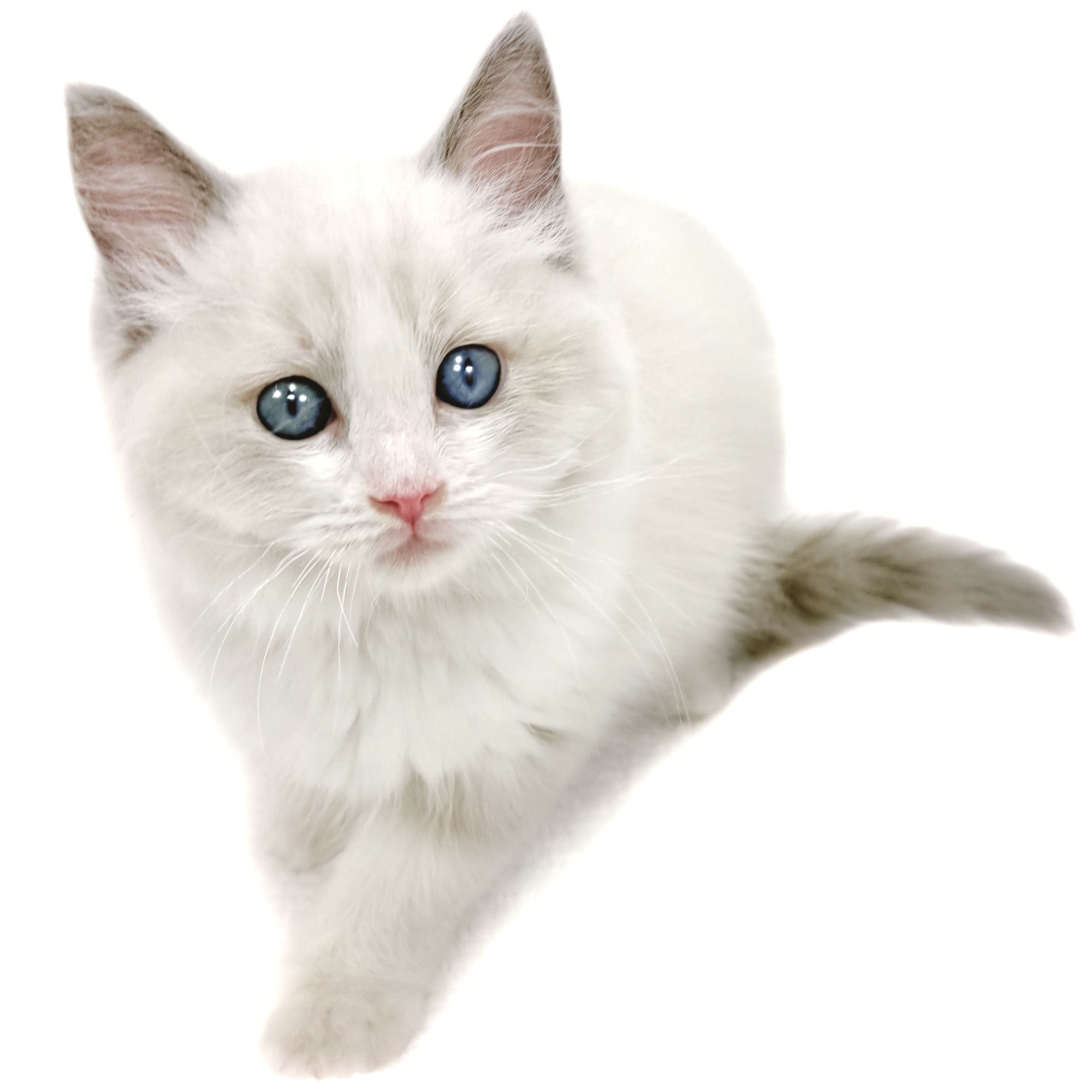 ラグドール | ペットショップ マルワン 小さめ子犬 美形な子猫