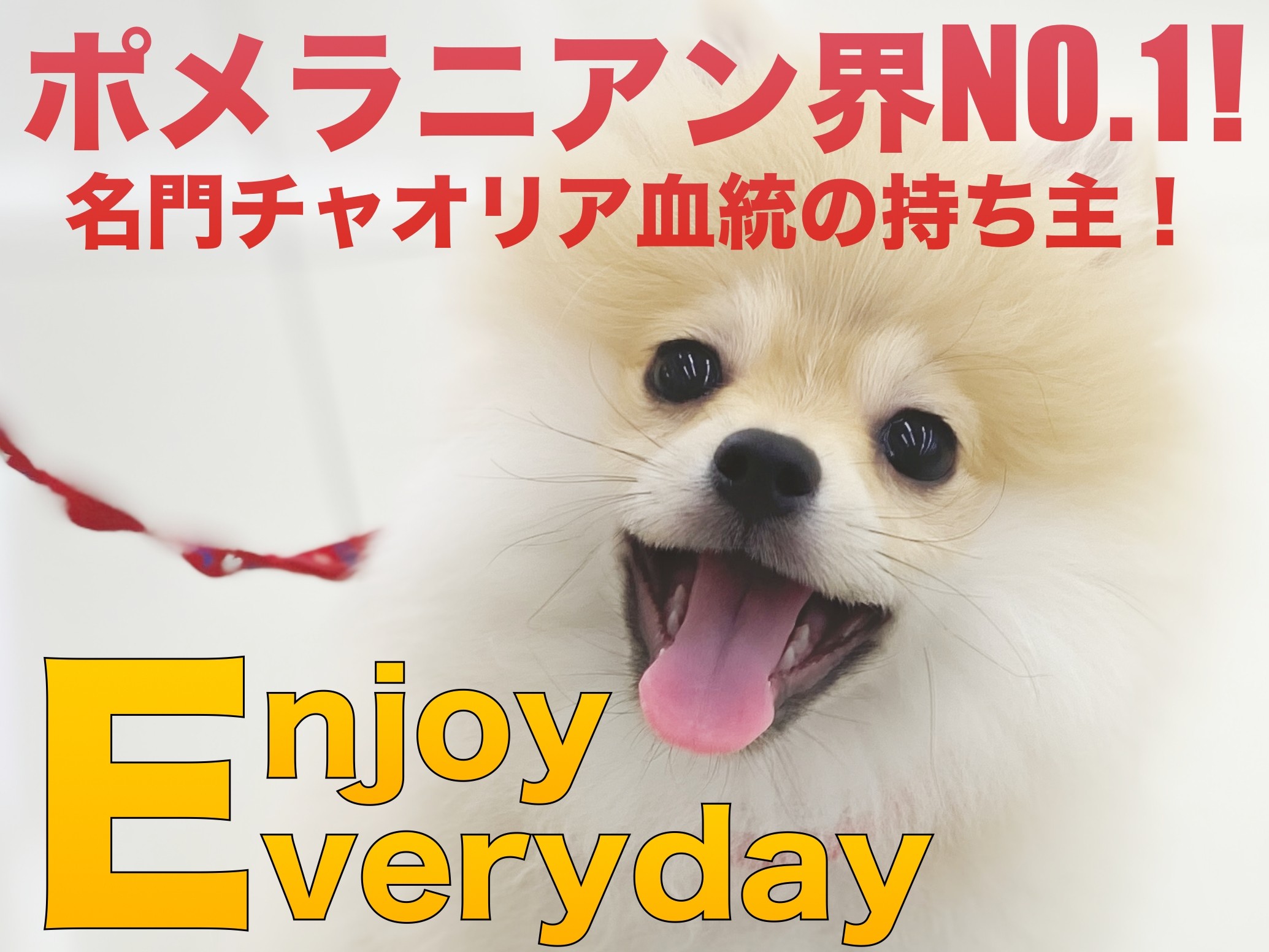ポメラニアン 】ポメラニアン界NO.1！名門チャオリア血統の持ち主