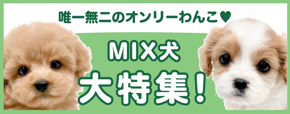 特集犬MIX