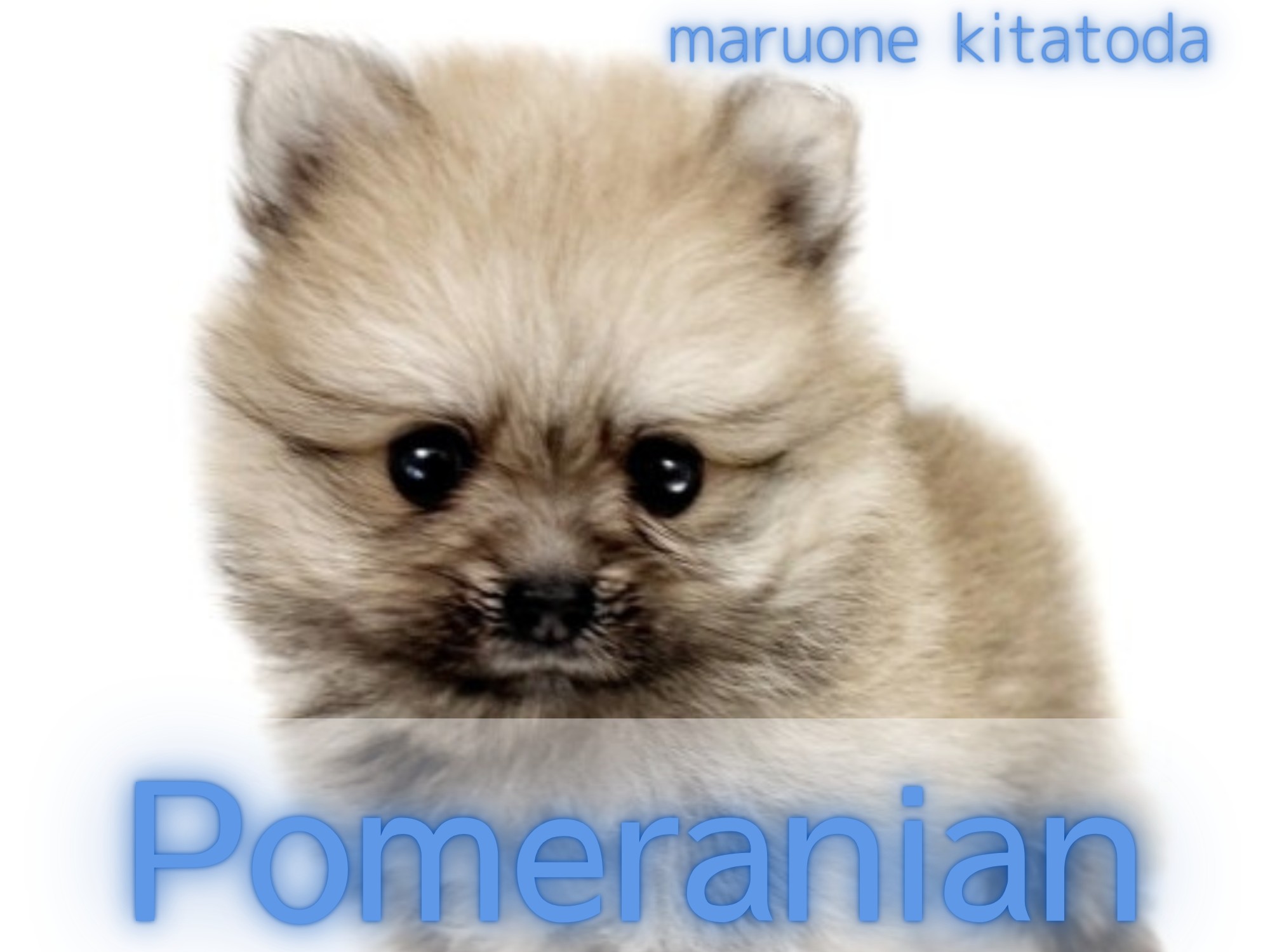 ポメラニアン 】童顔たぬき顔ポメマニアの方集合！最強に可愛い