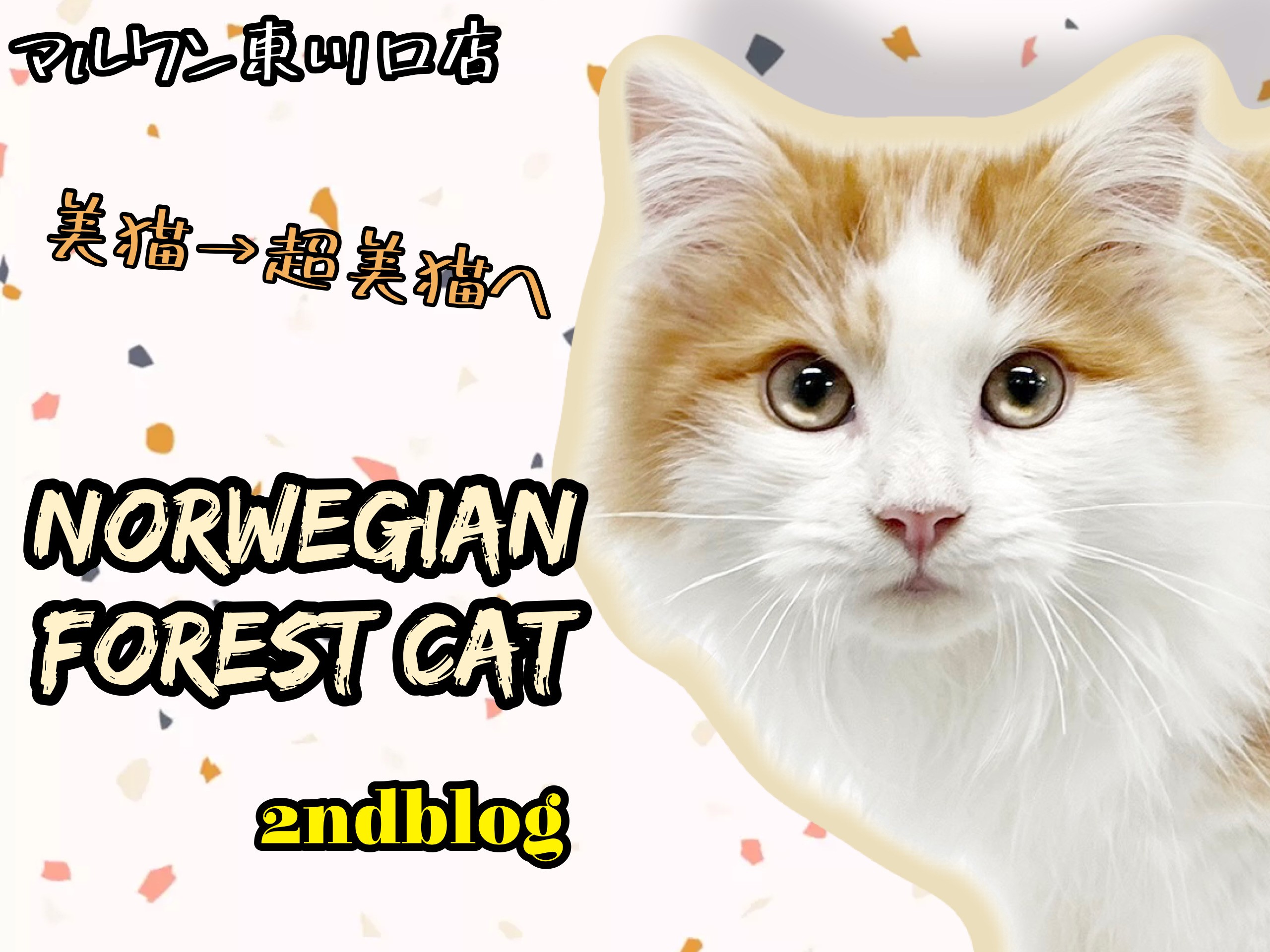 ノルウェージャンフォレストキャット 】生後4ヶ月！美しさと魅力が