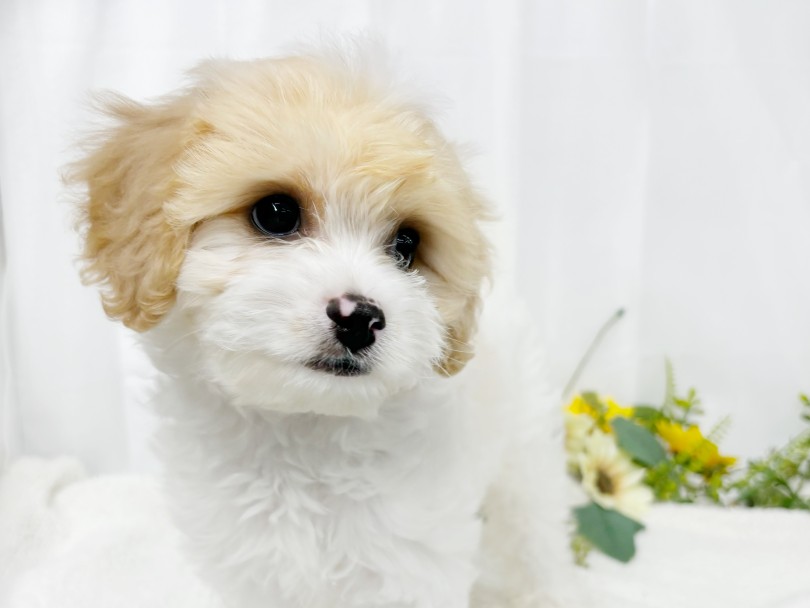 目を見つめてオネダリ！甘え方のコツ知ってます | MIX犬 キャバション （09-248） - 板橋 志村坂下店