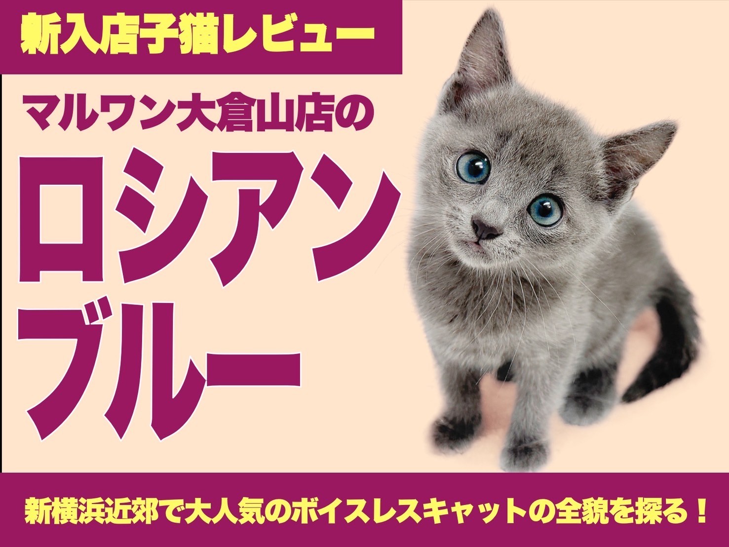 ロシアンブルー 】凛とした姿は神秘的！静けさに咲くロシアの青い貴族