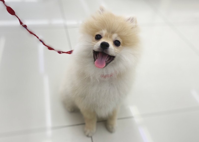 父方両曾祖父が「チャオリア(シャオリア)」犬舎出身 | ポメラニアン （06-267） - 横浜 大倉山店