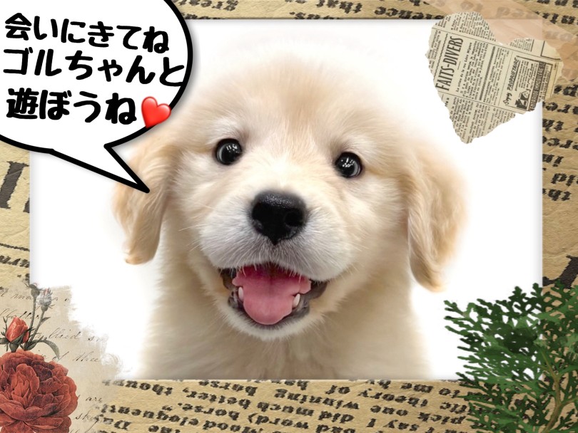 素敵なご縁をお待ちしております♪ | ゴールデンレトリバー （21-227） - 鶴ヶ島店