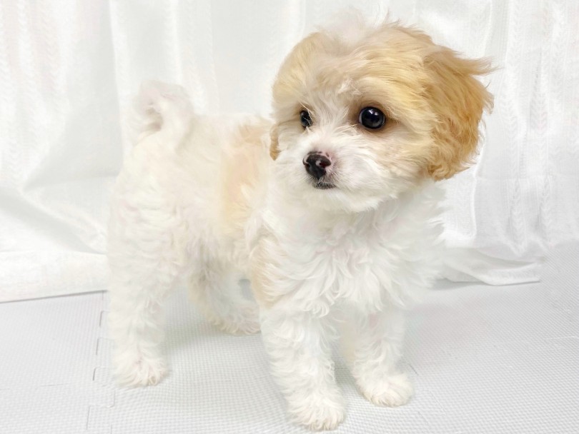抜け毛が少なく、フワフワな被毛 | MIX犬 キャバション （09-248） - 板橋 志村坂下店