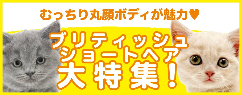 特集猫ブリティッシュ