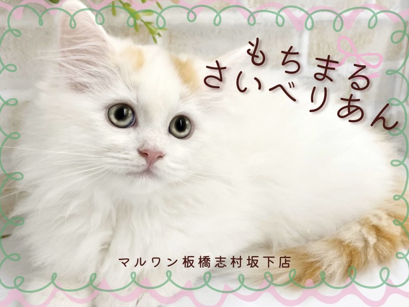 サイベリアン 】マイペースと甘えん坊のダブルパンチで皆のこころを