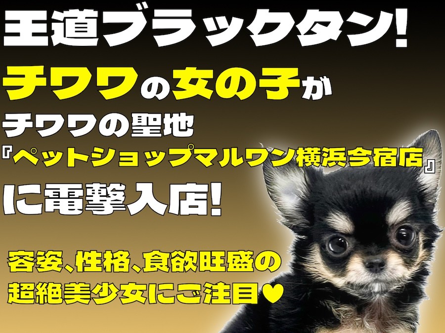チワワ 】王道ブラックタンの甘えん坊な女の子がチワワの聖地に電撃入
