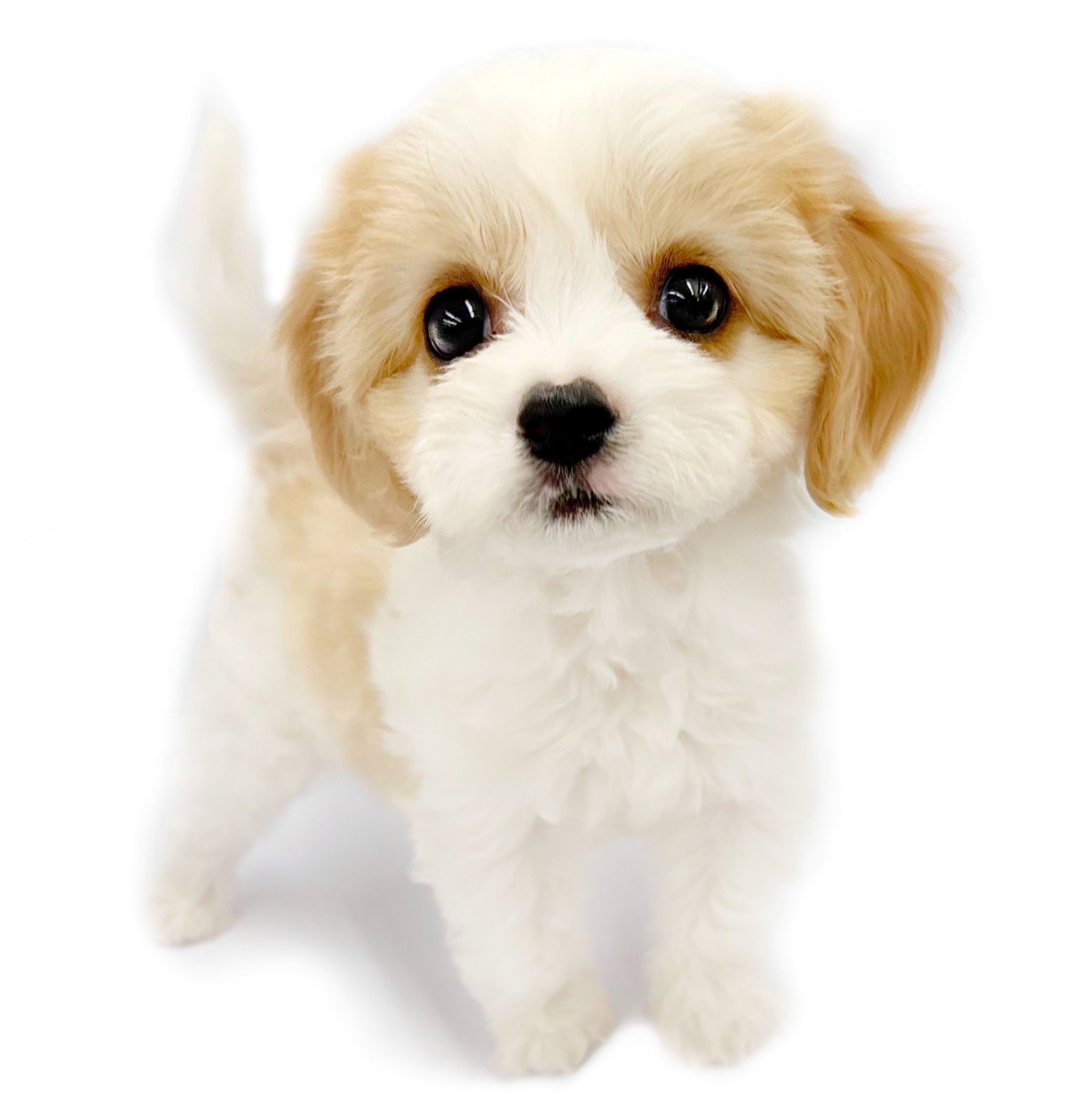 ☆　まるちゃん様　エマルジョン　４個セット a52d8b341be735df768f568581ec31