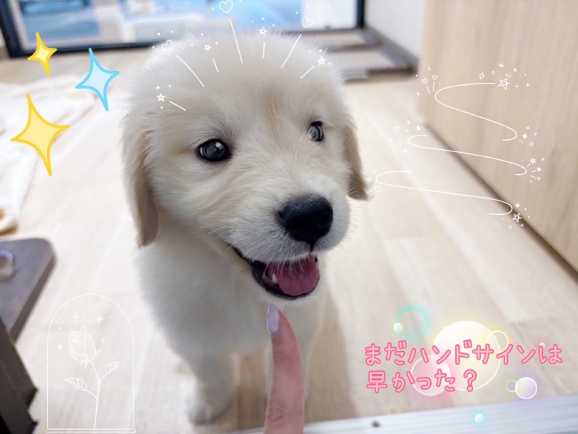 大型犬こそしつけが大事！ | ゴールデンレトリバー （21-227） - 鶴ヶ島店