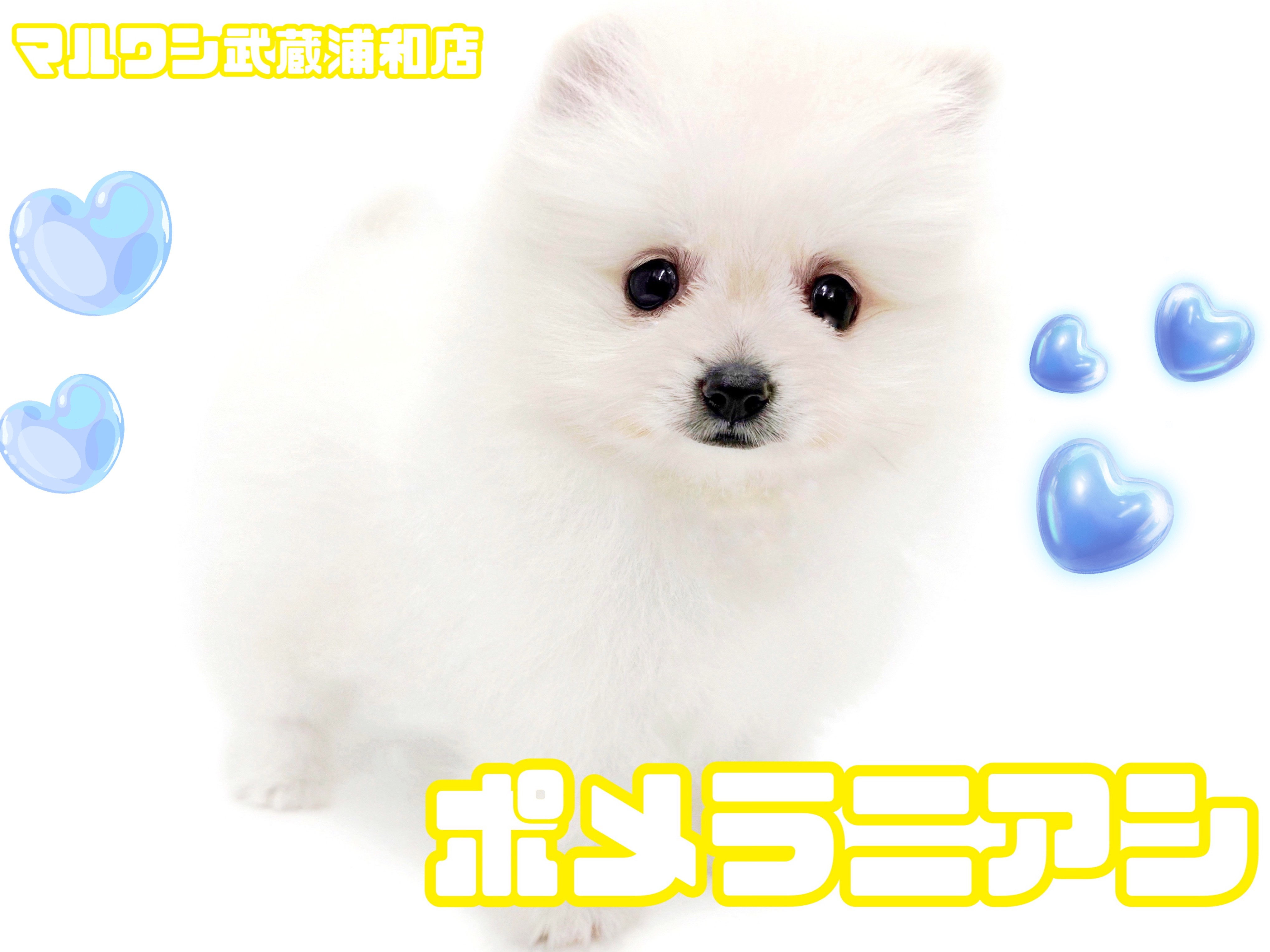 ポメラニアン 】毛量たっぷり！たぬき顔が可愛いクリームカラーの