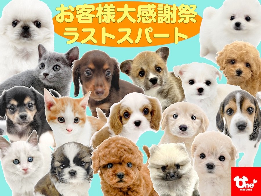 お客様大感謝祭 】6月22日まで！感謝祭最終局面！残り2日まで