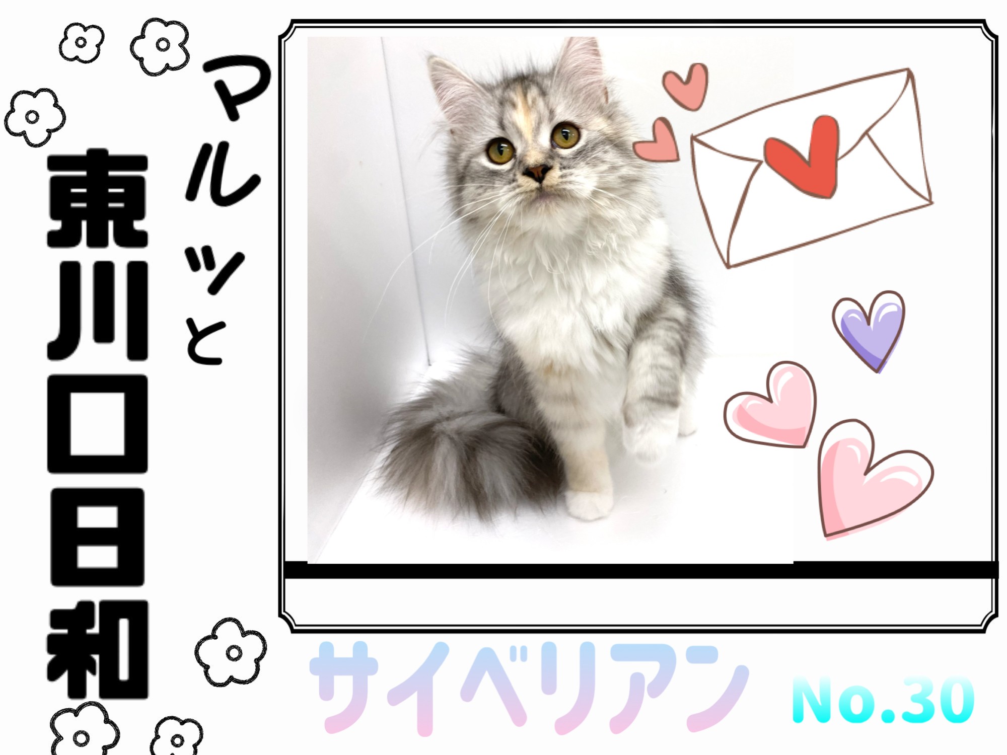 マルっと東川口日和No.30 】気品溢れるお嬢様猫のサイベリアン