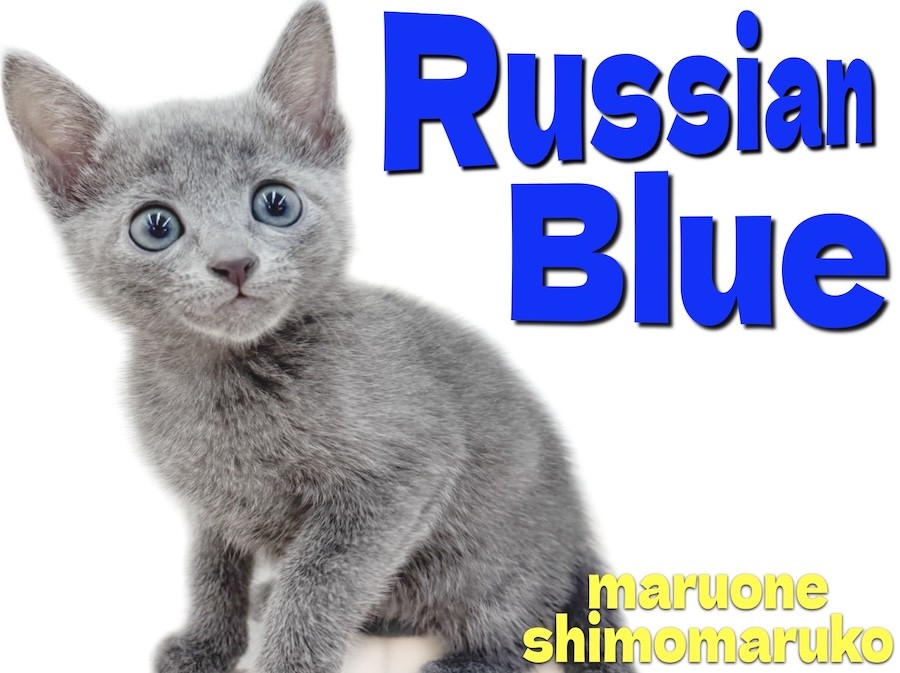 ロシアンブルー 】大きな瞳と好奇心旺盛な性格！ブルーの被毛が美しい