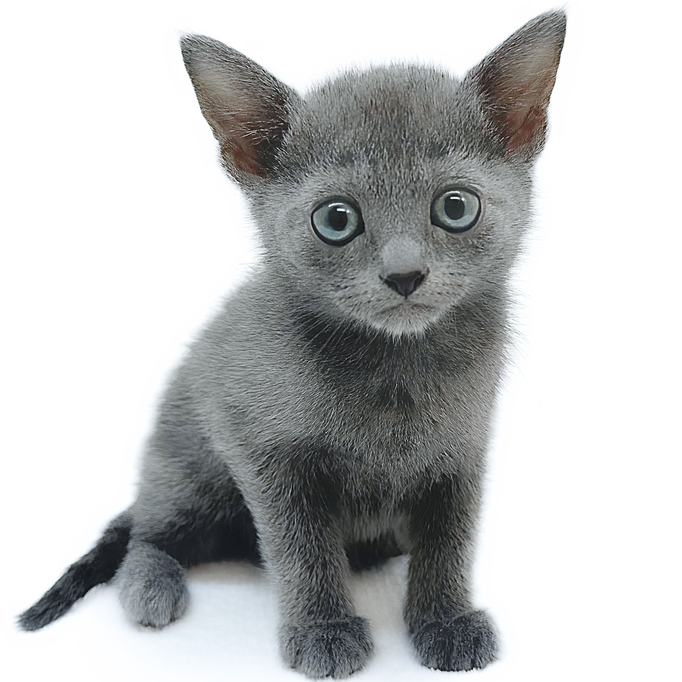 ロシアンブルー | ペットショップ マルワン 小さめ子犬 美形な子猫