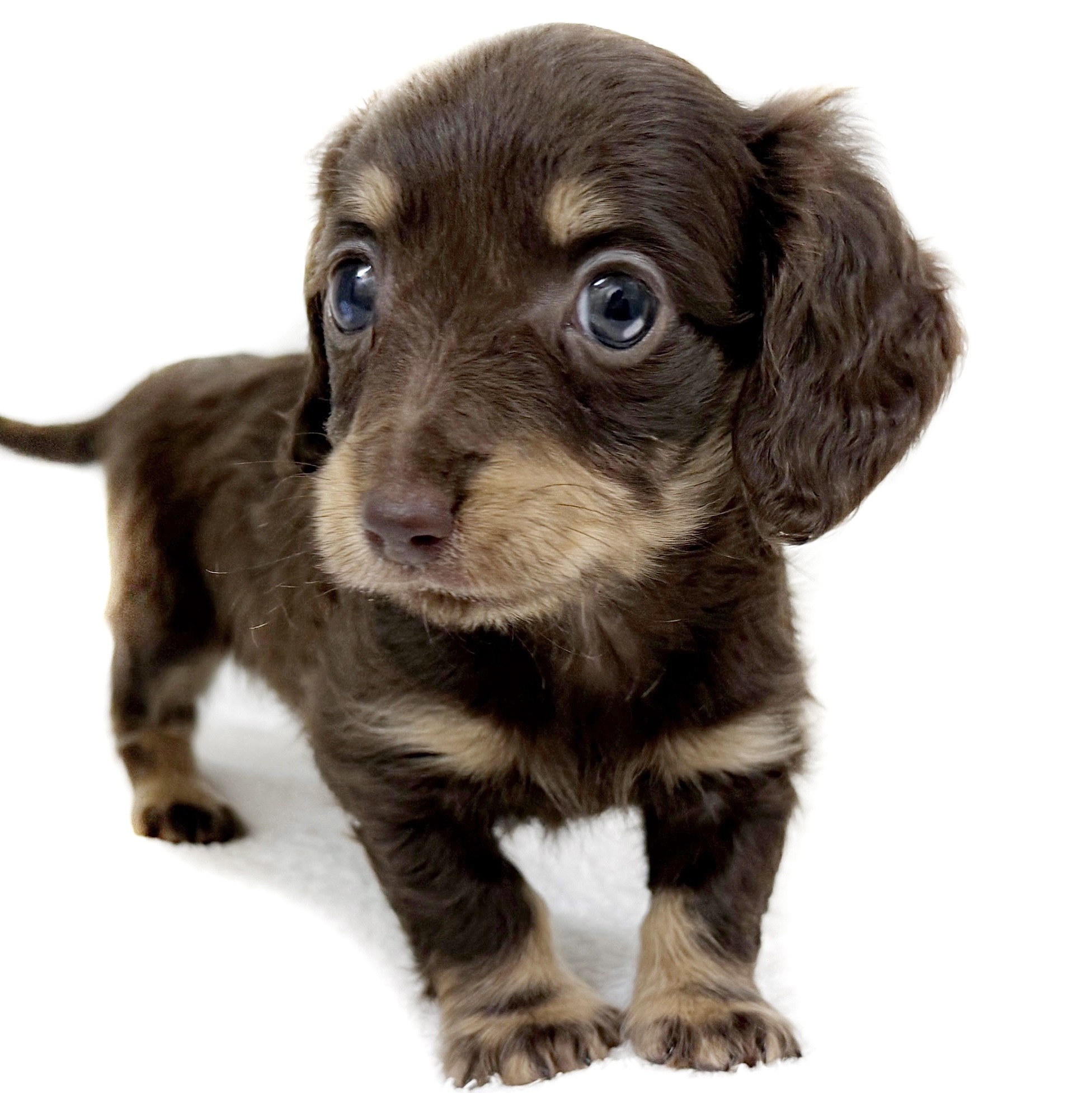 ミニチュア・ダックスフント | ペットショップ マルワン 小さめ子犬