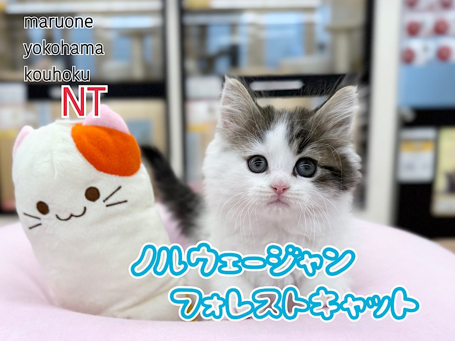 ノルウェージャン 】牛柄模様が愛らしい元気な男の子が横浜港北NT店に