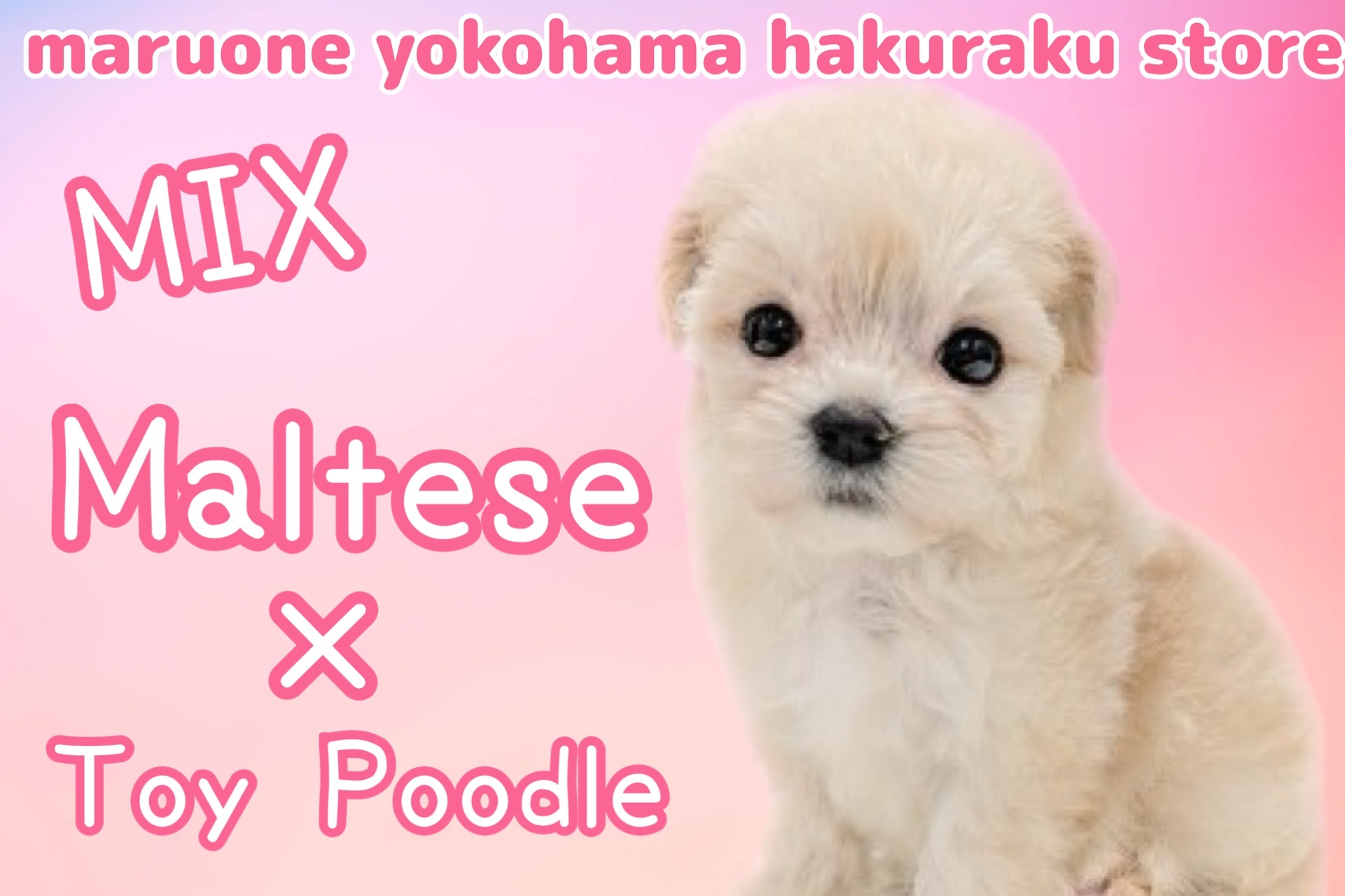 Kishy マルプー マルプー 】マルチーズとトイプードルの癒し系MIX！マルプー登場