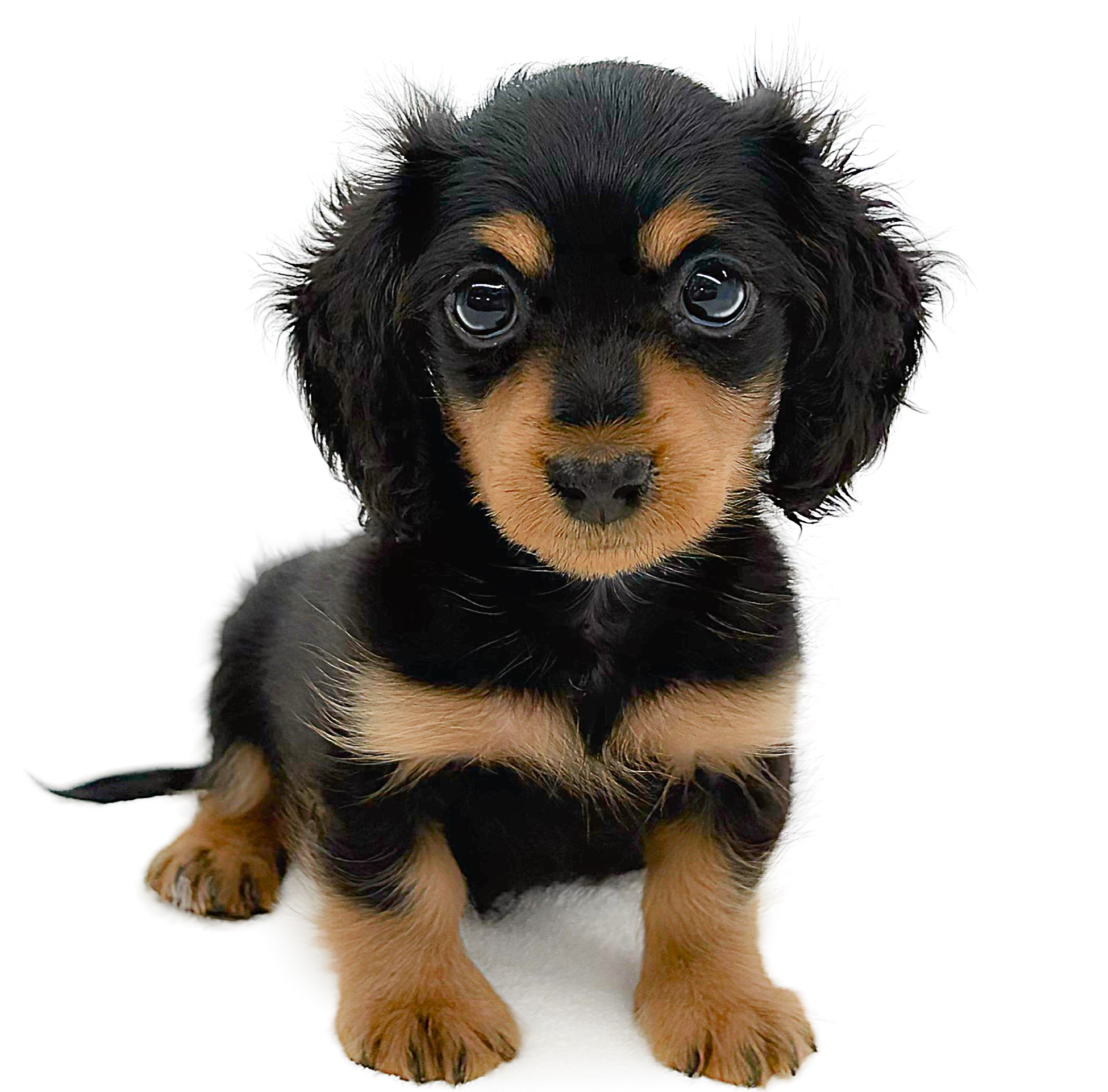 ミニチュア・ダックスフント | ペットショップ マルワン 小さめ子犬