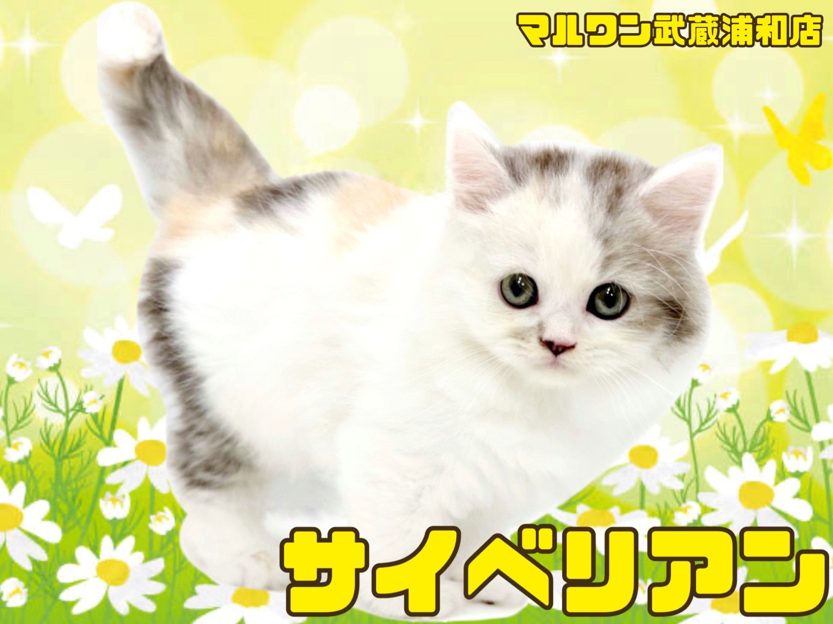 サイベリアン 】優しいパステルカラーが魅力の女の子が埼玉県さいたま