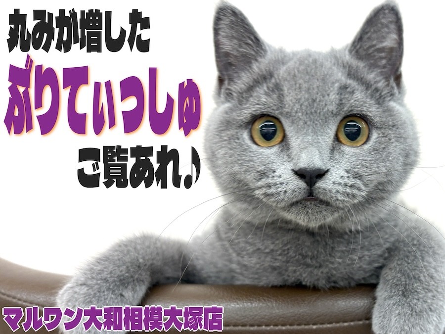 アッシュローズ、短毛シュシュ、わんちゃん猫ちゃん用 アッシュローズ、短毛シュシュ、わんちゃん猫ちゃん用