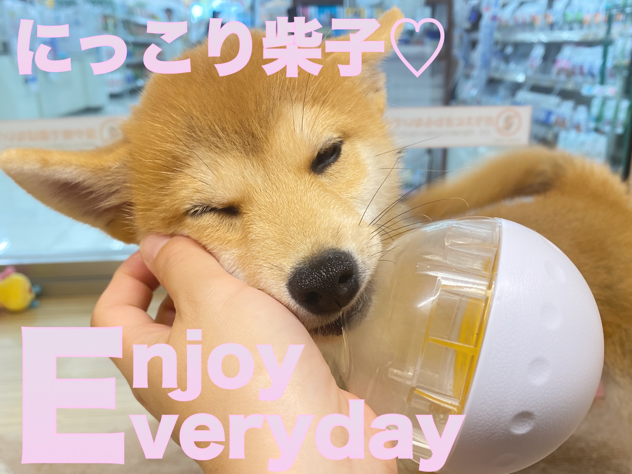 柴犬 】コロコロボールがお気に入り！表情豊かな柴子ちゃん