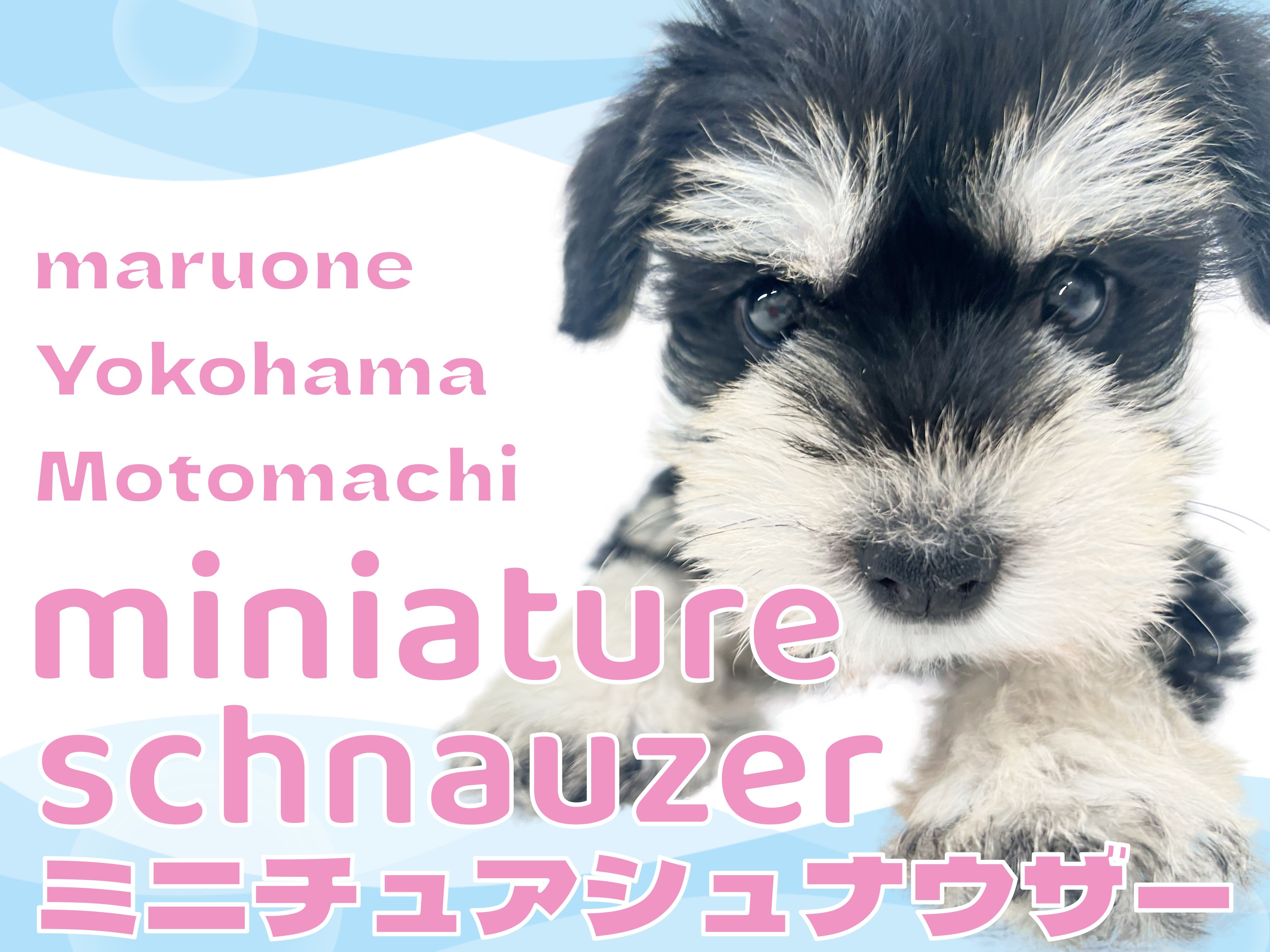 ミニチュアシュナウザー】ブラック＆シルバーのアイドルに横浜元町が騒