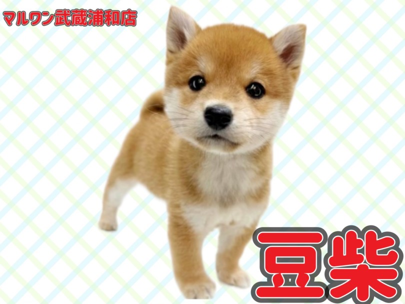 【 豆柴 】KC認定豆柴！可愛さ溢れる赤豆柴の男の子が埼玉浦和に登場！