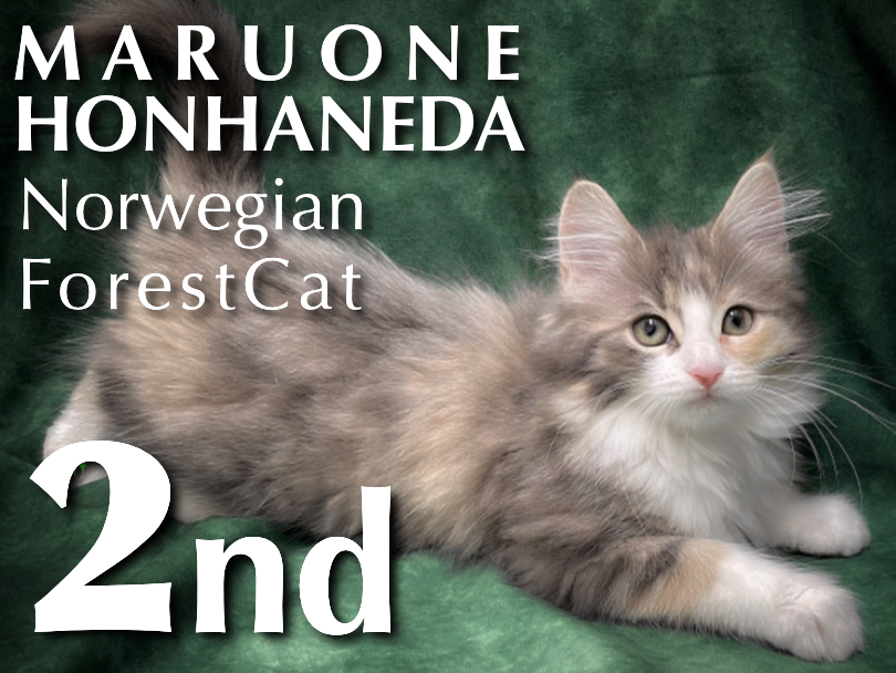 【 ノルウェージャンフォレストキャット 】生後三ヶ月の北欧生まれの美猫の魅力に迫る！