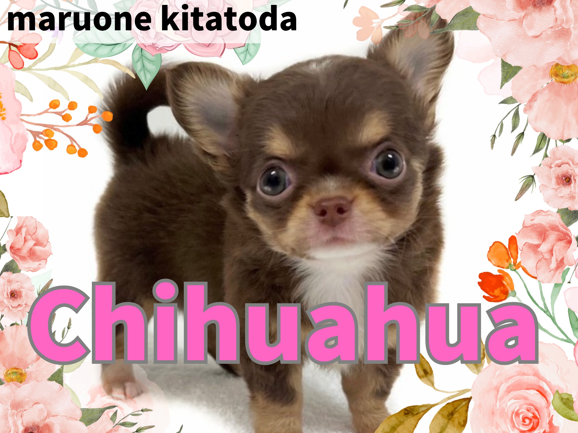 チョコさま専用　ワンブル　Wanbull 犬のしつけ用品 ワンブル「リニューアルモデル」 : エクスンショップ - 通販